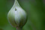 Tall thimbleweed